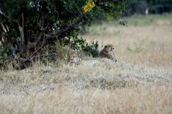 23 - Kenia - Guepardos - reserva nacional de Masai Mara